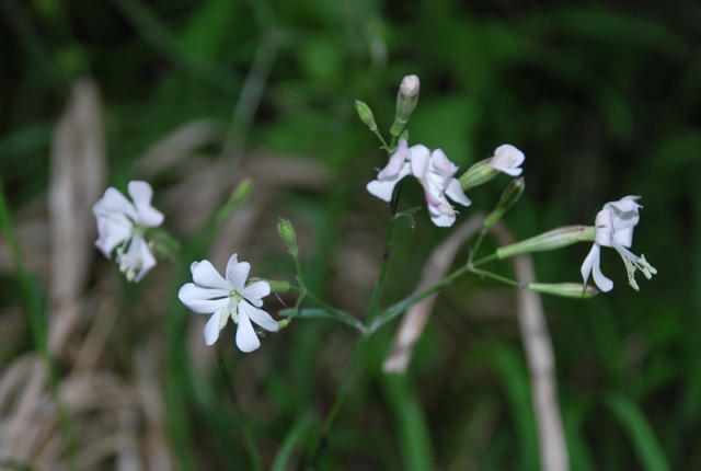 Silene italica